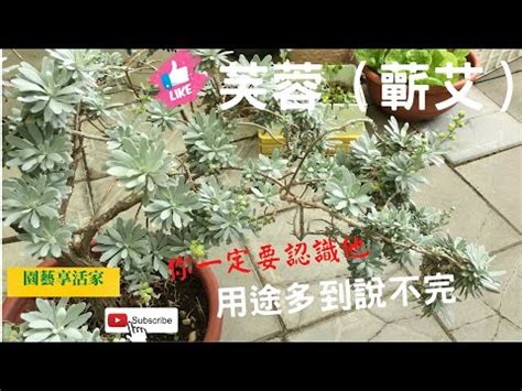 芙蓉 照顧